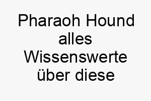 pharaoh hound alles wissenswerte ueber diese hunderasse 28860