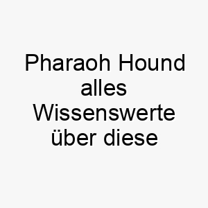 pharaoh hound alles wissenswerte ueber diese hunderasse 28860