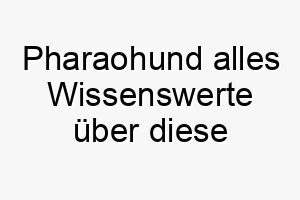 pharaohund alles wissenswerte ueber diese hunderasse 28861