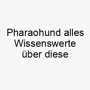 pharaohund alles wissenswerte ueber diese hunderasse 28861