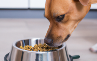 plan für hundefütterung, dog eating his food