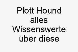 plott hound alles wissenswerte ueber diese hunderasse 28862