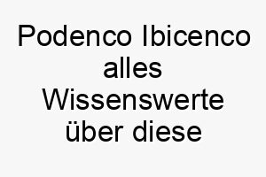 podenco ibicenco alles wissenswerte ueber diese hunderasse 28863