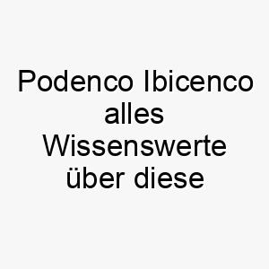 podenco ibicenco alles wissenswerte ueber diese hunderasse 28863