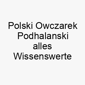 polski owczarek podhalanski alles wissenswerte ueber diese hunderasse 28868