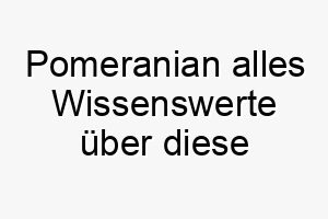 pomeranian alles wissenswerte ueber diese hunderasse 28869