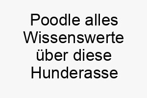 poodle alles wissenswerte ueber diese hunderasse 28870