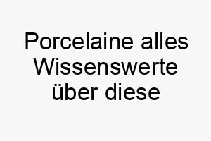 porcelaine alles wissenswerte ueber diese hunderasse 28871