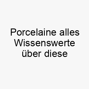 porcelaine alles wissenswerte ueber diese hunderasse 28871