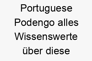 portuguese podengo alles wissenswerte ueber diese hunderasse 28872