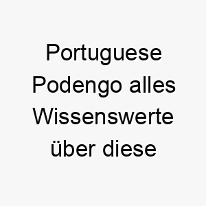 portuguese podengo alles wissenswerte ueber diese hunderasse 28872