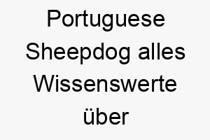 portuguese sheepdog alles wissenswerte ueber diese hunderasse 28874