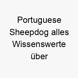 portuguese sheepdog alles wissenswerte ueber diese hunderasse 28874