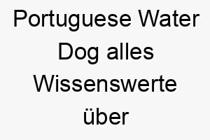 portuguese water dog alles wissenswerte ueber diese hunderasse 28875