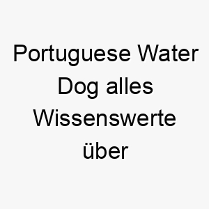 portuguese water dog alles wissenswerte ueber diese hunderasse 28875