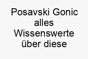 posavski gonic alles wissenswerte ueber diese hunderasse 28876