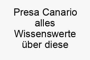 presa canario alles wissenswerte ueber diese hunderasse 28877