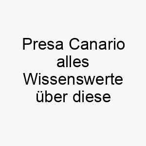 presa canario alles wissenswerte ueber diese hunderasse 28877