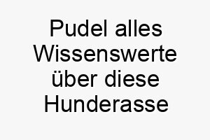 pudel alles wissenswerte ueber diese hunderasse 28878