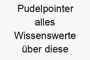 pudelpointer alles wissenswerte ueber diese hunderasse 28879