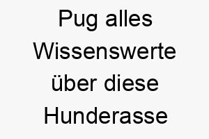 pug alles wissenswerte ueber diese hunderasse 28880