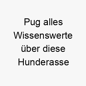 pug alles wissenswerte ueber diese hunderasse 28880