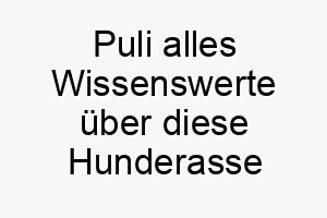 puli alles wissenswerte ueber diese hunderasse 28881