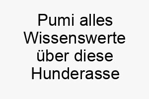 pumi alles wissenswerte ueber diese hunderasse 28882