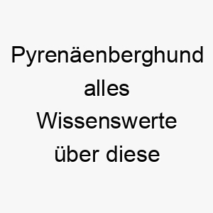 pyrenaeenberghund alles wissenswerte ueber diese hunderasse 28884