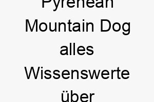 pyrenean mountain dog alles wissenswerte ueber diese hunderasse 28887