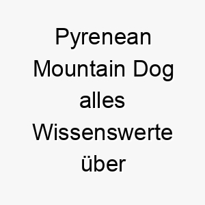 pyrenean mountain dog alles wissenswerte ueber diese hunderasse 28887