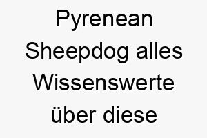 pyrenean sheepdog alles wissenswerte ueber diese hunderasse 28888