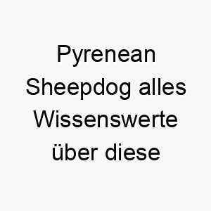 pyrenean sheepdog alles wissenswerte ueber diese hunderasse 28888