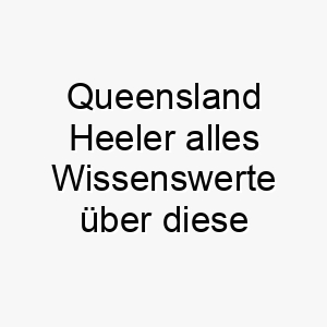 queensland heeler alles wissenswerte ueber diese hunderasse 28889