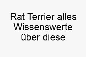 rat terrier alles wissenswerte ueber diese hunderasse 28891