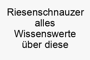 riesenschnauzer alles wissenswerte ueber diese hunderasse 28894