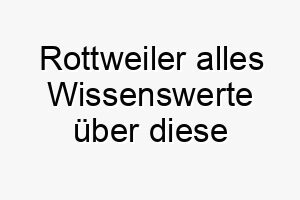 rottweiler alles wissenswerte ueber diese hunderasse 28895