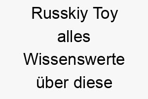 russkiy toy alles wissenswerte ueber diese hunderasse 28897