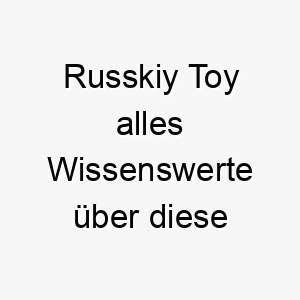 russkiy toy alles wissenswerte ueber diese hunderasse 28897