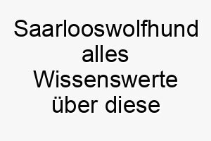 saarlooswolfhund alles wissenswerte ueber diese hunderasse 28898