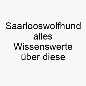 saarlooswolfhund alles wissenswerte ueber diese hunderasse 28898