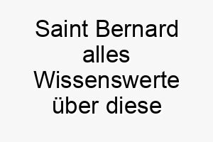 saint bernard alles wissenswerte ueber diese hunderasse 28899