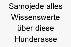 samojede alles wissenswerte ueber diese hunderasse 28901