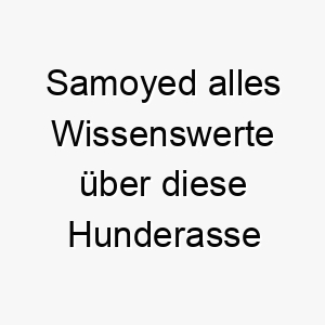 samoyed alles wissenswerte ueber diese hunderasse 28902