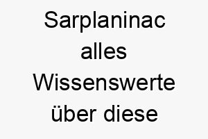 sarplaninac alles wissenswerte ueber diese hunderasse 28903