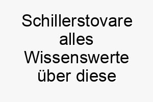 schillerstovare alles wissenswerte ueber diese hunderasse 28905