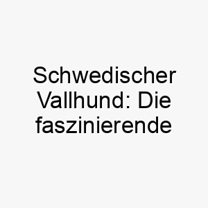 schwedischer vallhund die faszinierende hunderasse aus skandinavien 29611