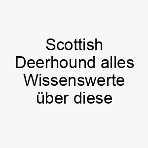 scottish deerhound alles wissenswerte ueber diese hunderasse 28909