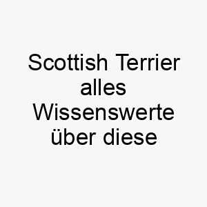 scottish terrier alles wissenswerte ueber diese hunderasse 28910