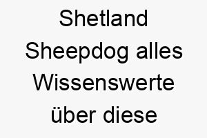 shetland sheepdog alles wissenswerte ueber diese hunderasse 28912